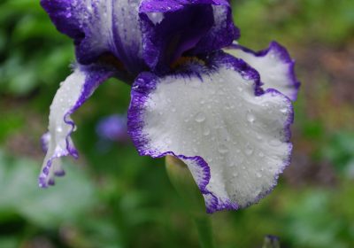 Iris Society Rhizome Sale