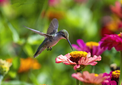 Hummingbirds are Coming to Town!