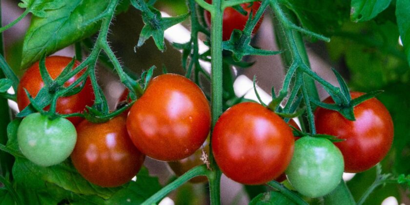 Tomato TLC: Nurturing Your Plants to Success