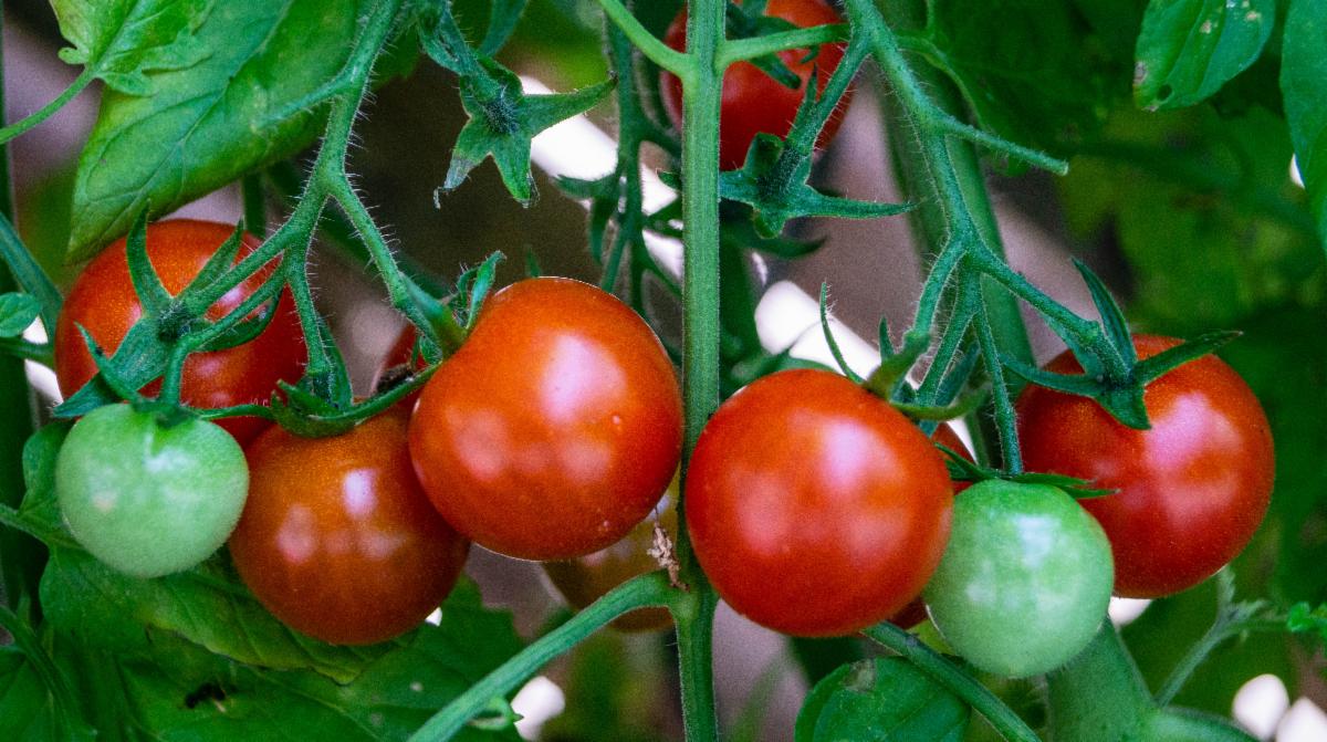 Tomato TLC: Nurturing Your Plants to Success