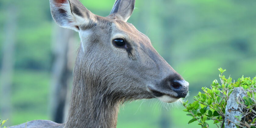 Deer Resistant Plants