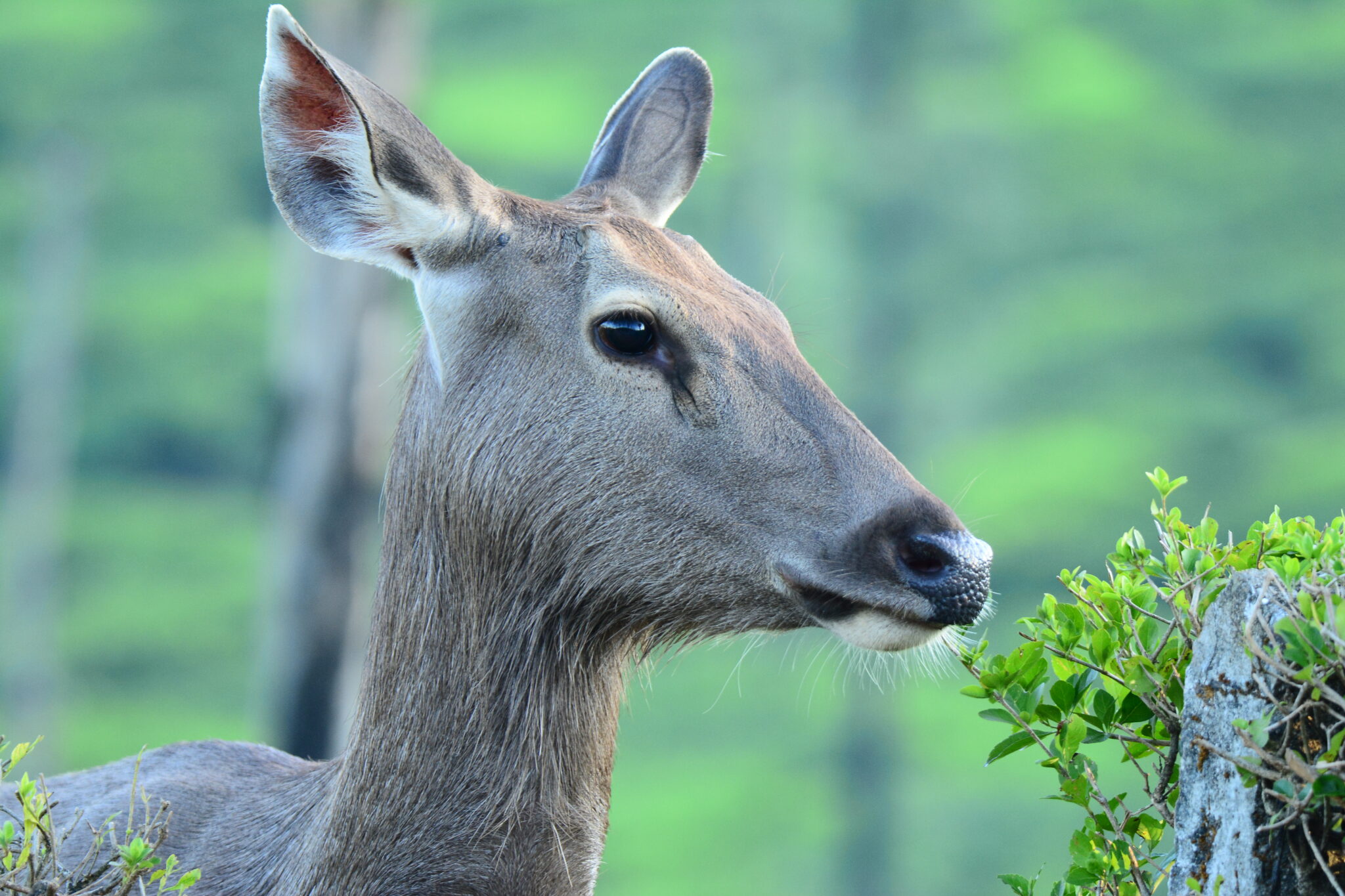 Deer Resistant Plants